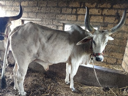 બળદ આપી દેવાના છે.