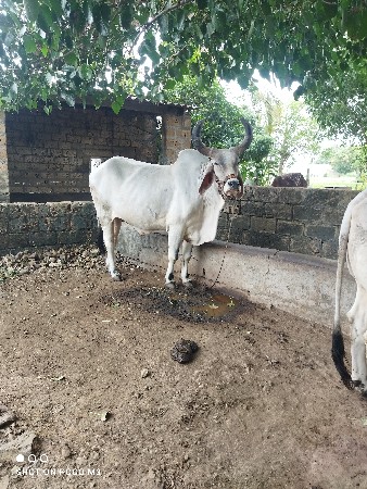 બળદ વેચવાના છે