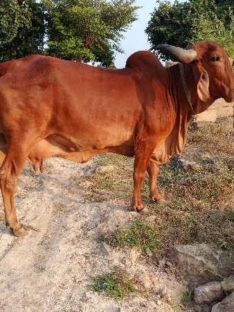 ગાય