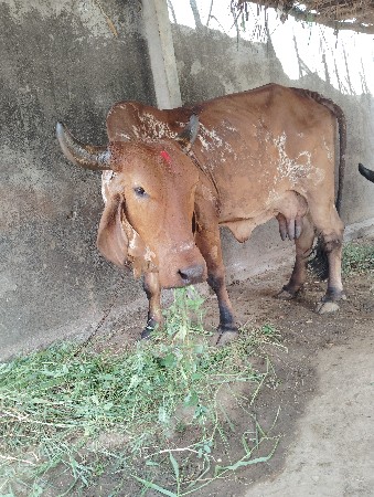 ગાય વેચવાની છે