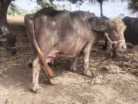 , ભેંસ વેચવાની છે