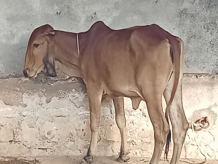 વાંસલડી દેવા ની છે.