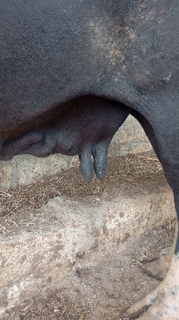 2 ભેસ વેચાવ
