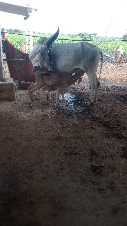 ગાય વેચાવાનીછે