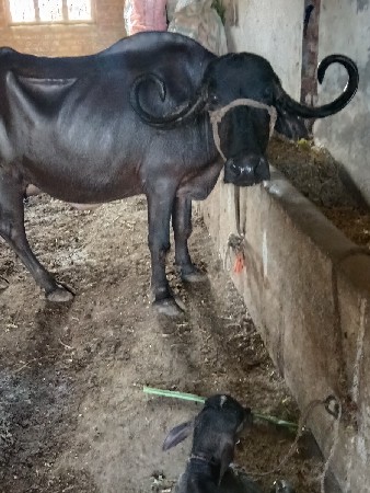 આ ભેંસ વેચવાની છે