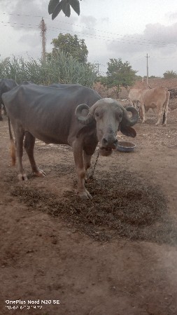 પેલા વેતર ની સે