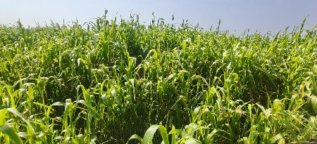જુવાર નો લીલો ચાર