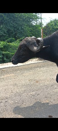 ભેંસ વેચવાની સે ગભાણ સે