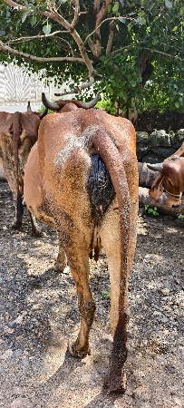 દેશી ઓળકી