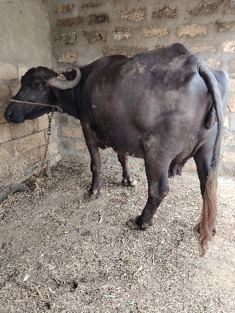 વેસવાની છે
