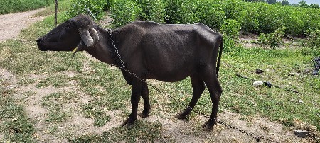 2 પાડીઓ વેચવાની છે