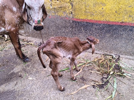 કાબરી ગાય વેચવાની છે