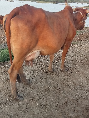 ગાય વેસવાનીસે વીયાય એમસે