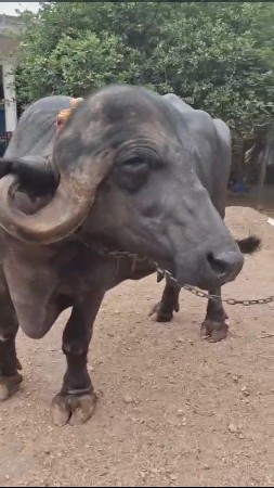 વેચવાની