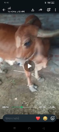 ગીર ગાય વેચવાની છે દુધ 5 લીટર