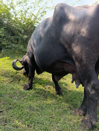 ભેંસ વેચવાની છે