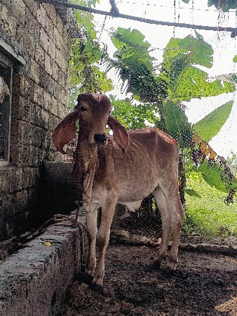 વાછડી વેચવાની છે