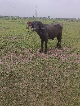 પાડો