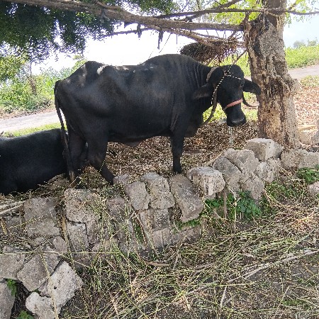 ભેસ