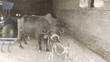 વેચવા ની છે
