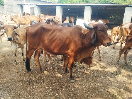 વેચવાની છે ગાય