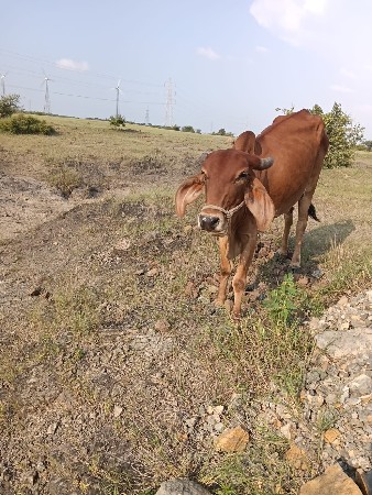 ગાય વેચવાની છે
