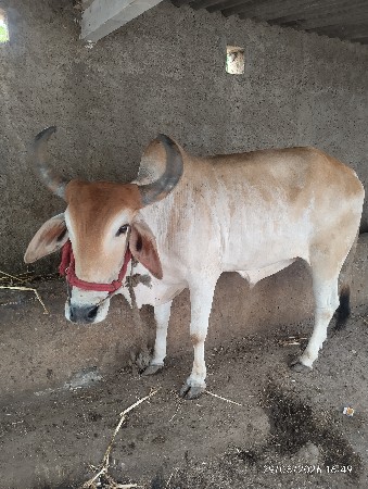 ગોઢલા વહેંચવા ના છે