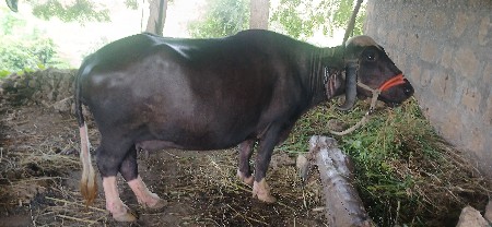 આ ભેસ વેચવાની છે