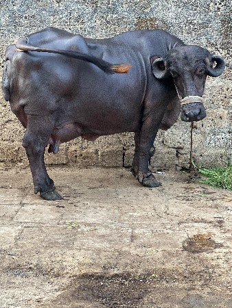 આ ભેસ વેચવાની છે