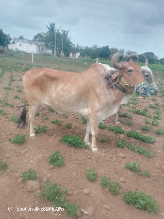 બગદાણા