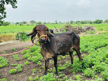 ગાય વેચવાની છે