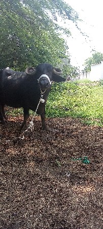 ભેંસ વેચવાની છે
