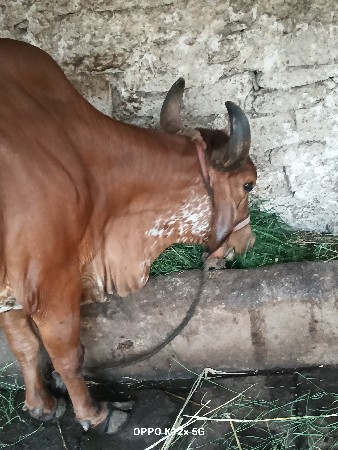 આ ગાય વેચવાની છે