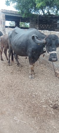 વેચવાની છે
