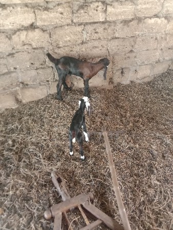 બે.બોકડાવેસવાનાછે