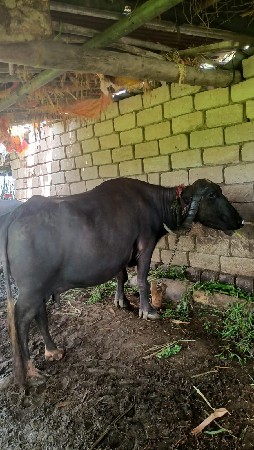 ભેંસ વેચવાની છે