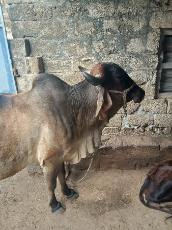 ગાય વેચવાની છે.