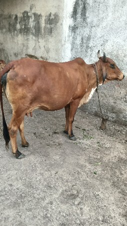 ગાય વેચવાની છે