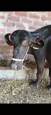 ત્રીજુ વેતર વિયાવાની છે