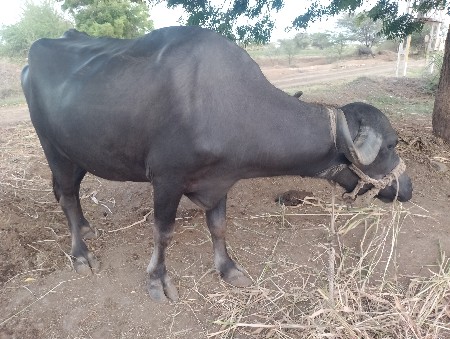 વેચવાની છે