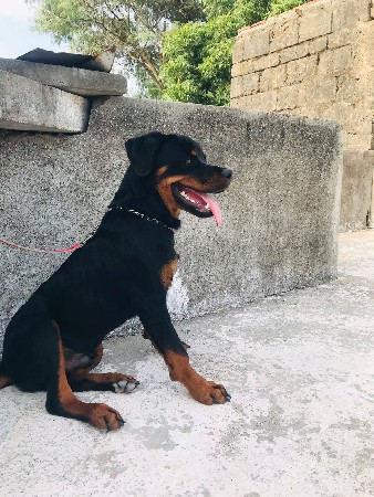 rot vechava no che