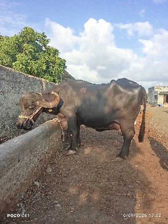 ભેંસ વેચવાની છે