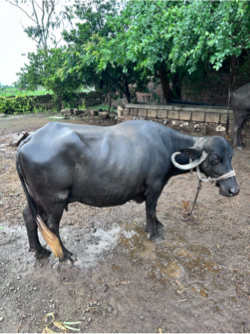 આ ભેસ વેચવાની છે
