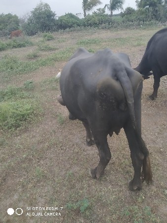 પેલુ વેતર