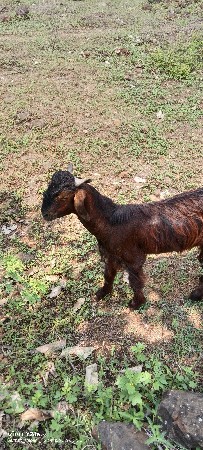 બોકડો વેશવા નો છે