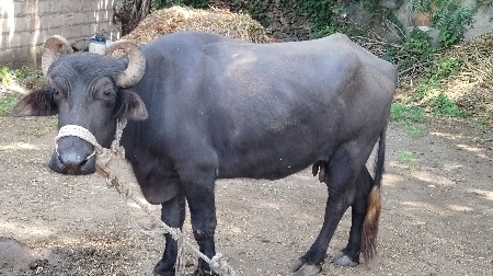 vechvani se