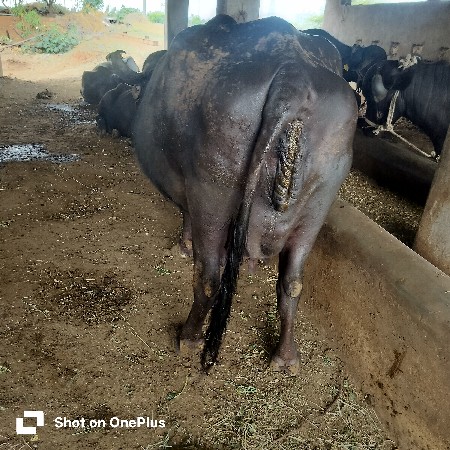ભેસ વેશવાની છે