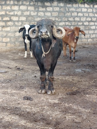 જાફરાબાદી ભેંસ વેચવાની છે