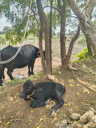 ભેંસ વેચવાની છે