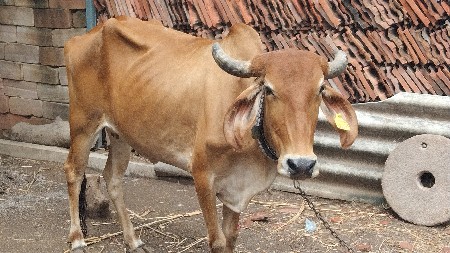 ગાય વેચવાની છે